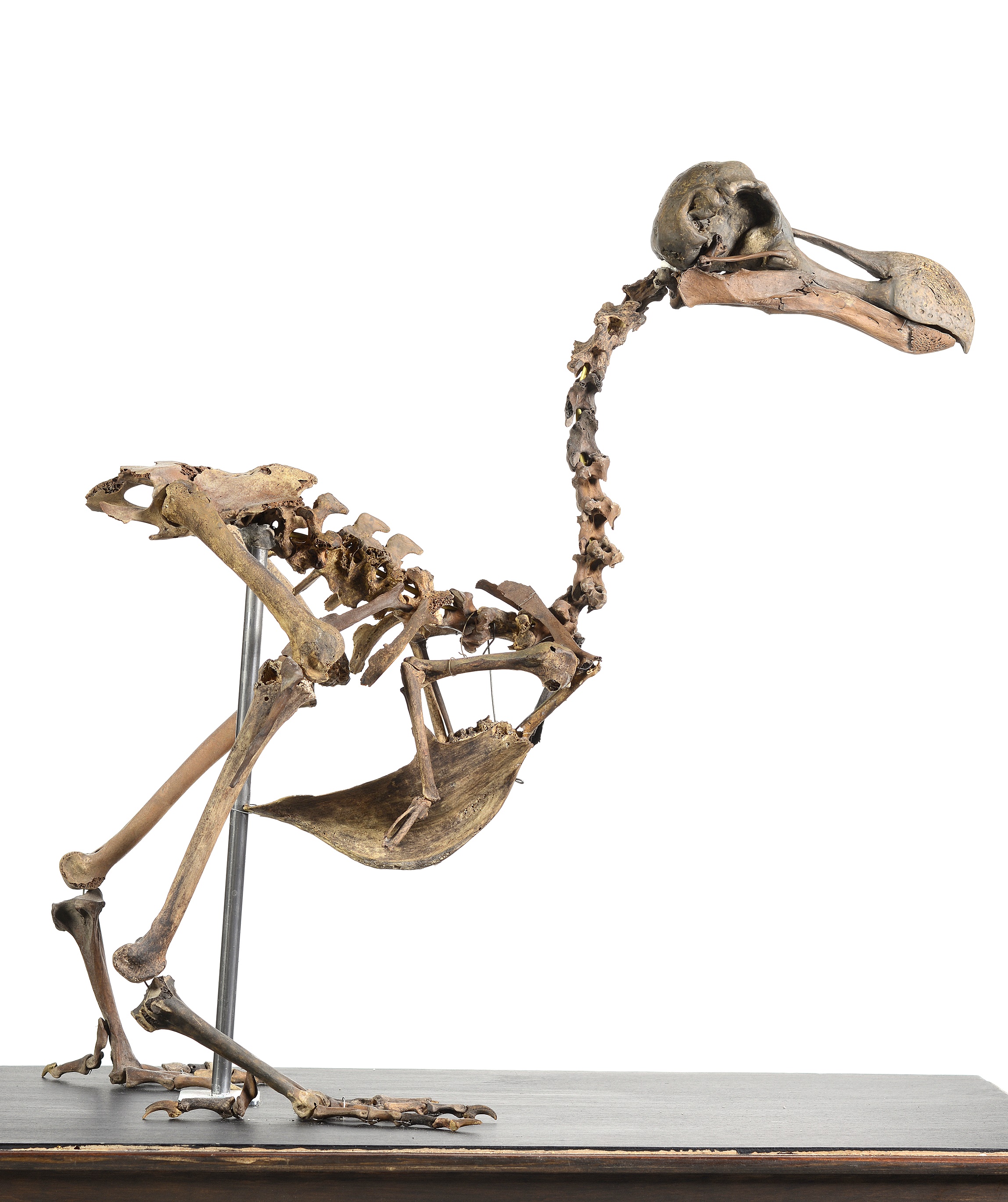 A nearly complete (95 percent) Dodo skeleton, assembled by a collector over the course of four decades. Maybe a dozen similarly complete Dodo skeletons exist, and all of them are in museums. In November 2016, Summers Place Auctions sold it for £280,000, or about $430,000, a world auction record for a Dodo skeleton.